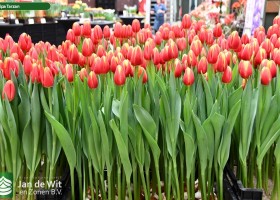 Tulipa Tarzan ® (1)